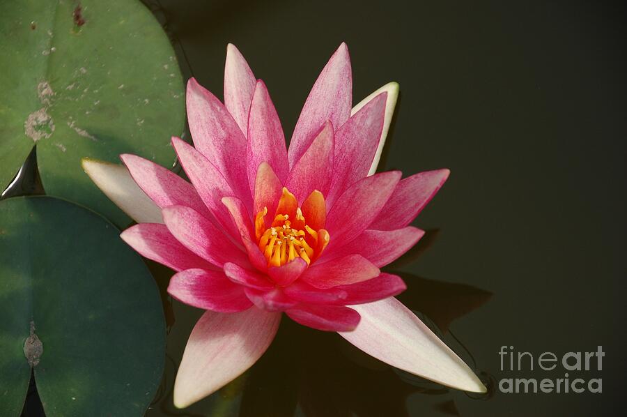 Water Lily Photograph by Randy J Heath