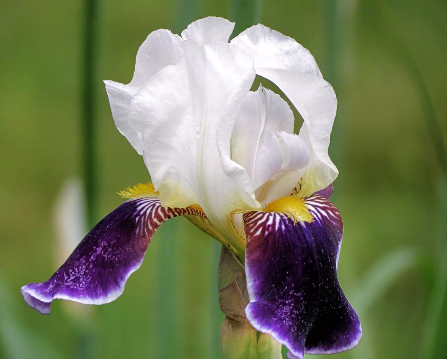 Wabash Tall Bearded Iris Photograph by Janice Drew