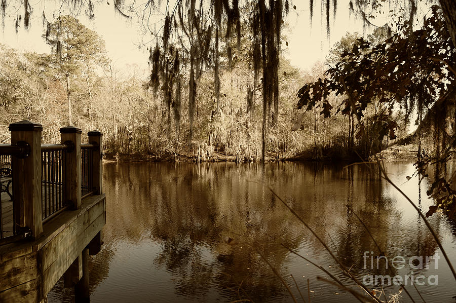 Waccamaw River in Autumn Sepia Photograph by MM Anderson