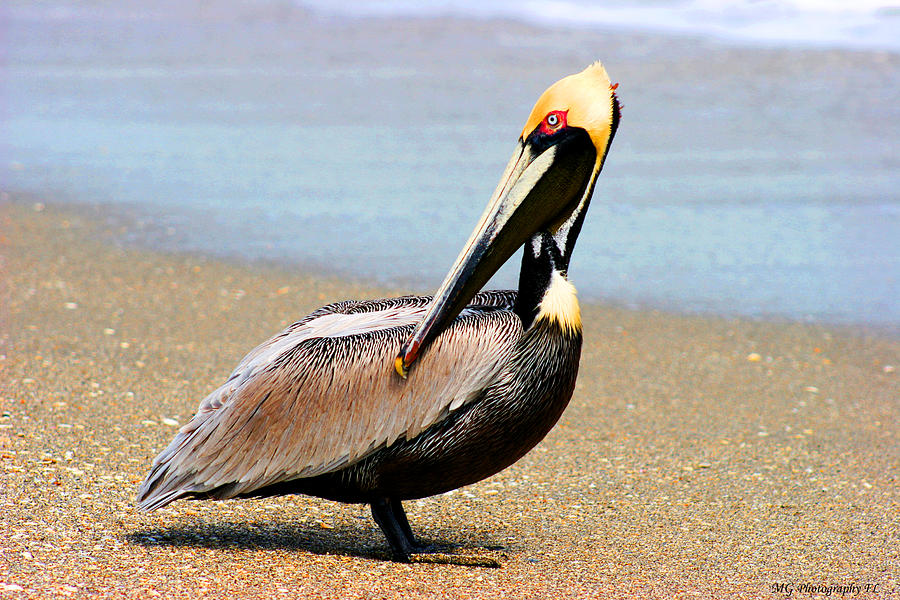 Pelican Photograph - Wadding Pelican  by Marty Gayler