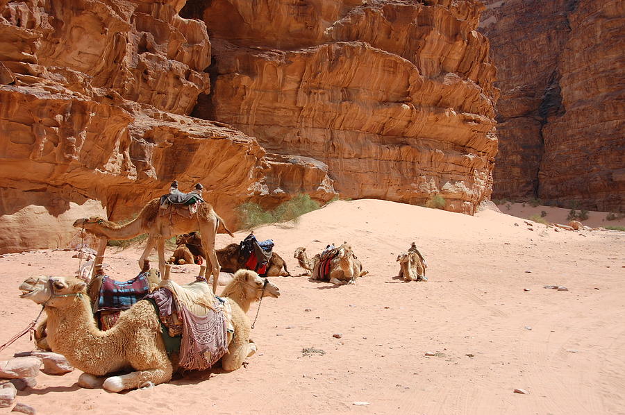 Wadi Rum Camels Photograph by Kendell Timmers | Fine Art America