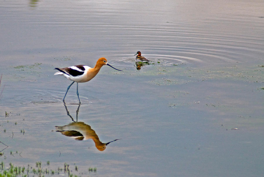 Wading American Avocet Photograph by Eric Rundle