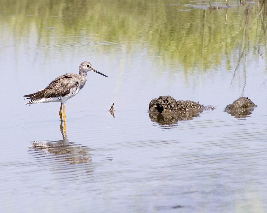 Wading Bird Color Photograph by David Israel - Fine Art America