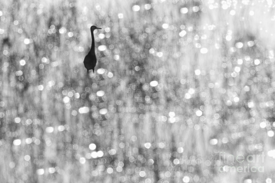 Wading bird in marsh Photograph by Dan Friend