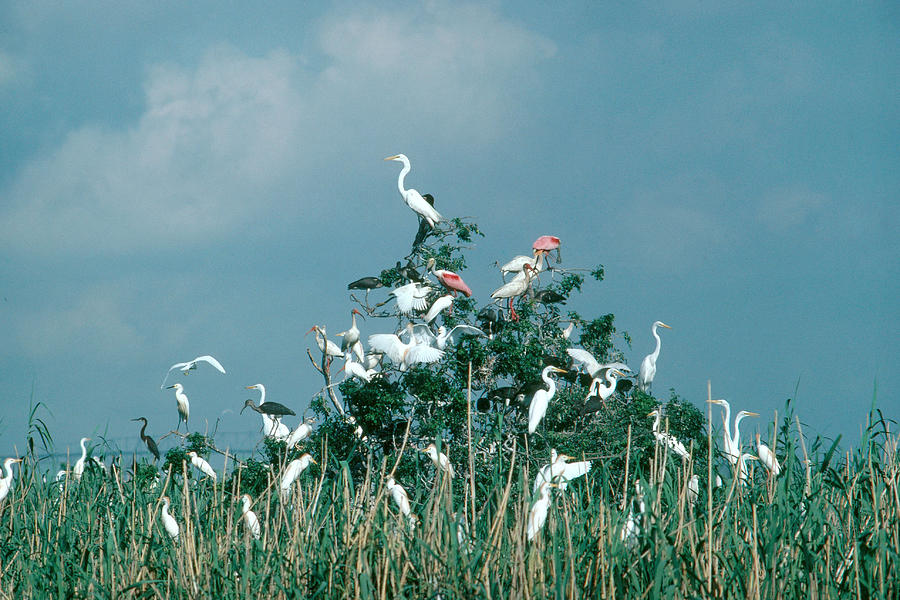 Wading Bird Rookery, Texas Photograph by Dan Guravich