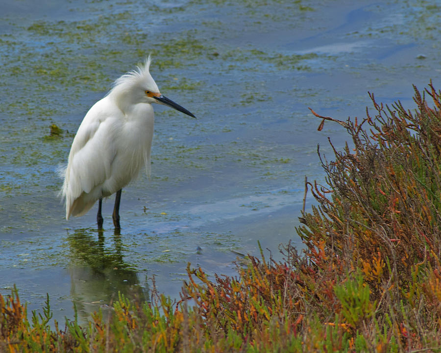 Wading Bird by Ben K