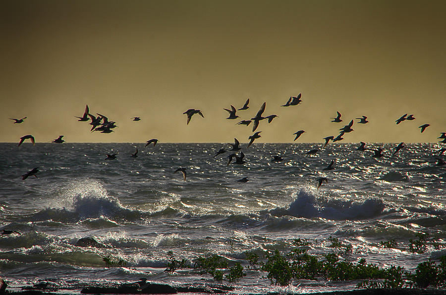 Wading Birds at Sunset Photograph by Douglas Barnard