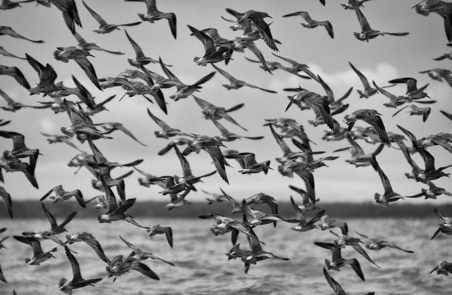 Wading Birds-Black and White V3 Photograph by Douglas Barnard