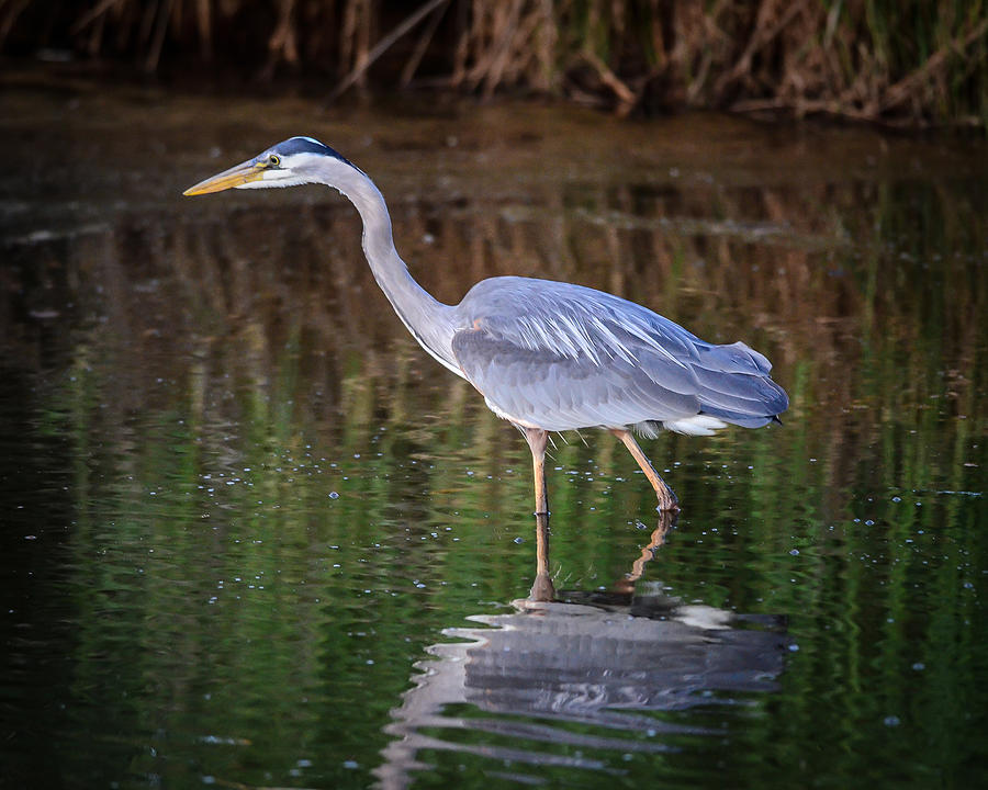 Heron Photograph - Wading Blue Heron by Puget  Exposure