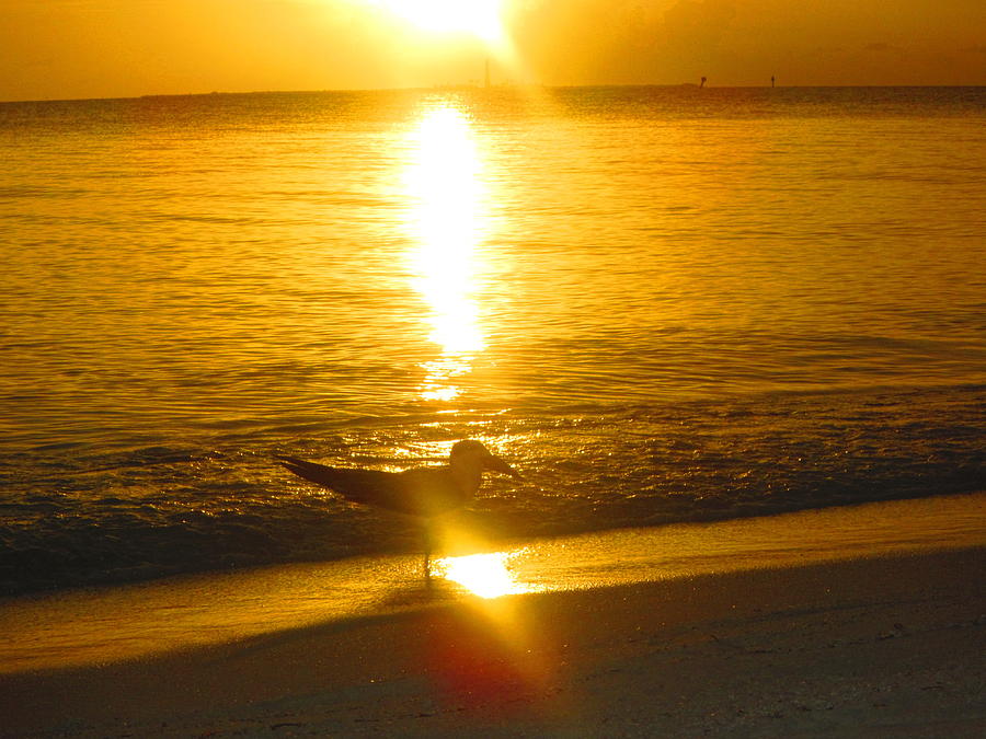 Sunset Photograph - Wading by Capt  Pat  Moran