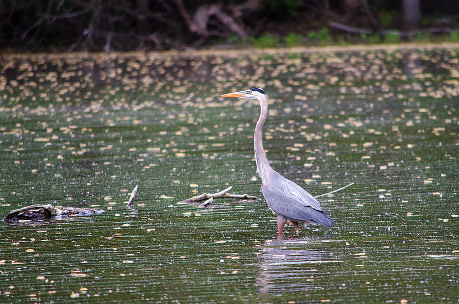Wading Crane Photograph by Susan McMenamin