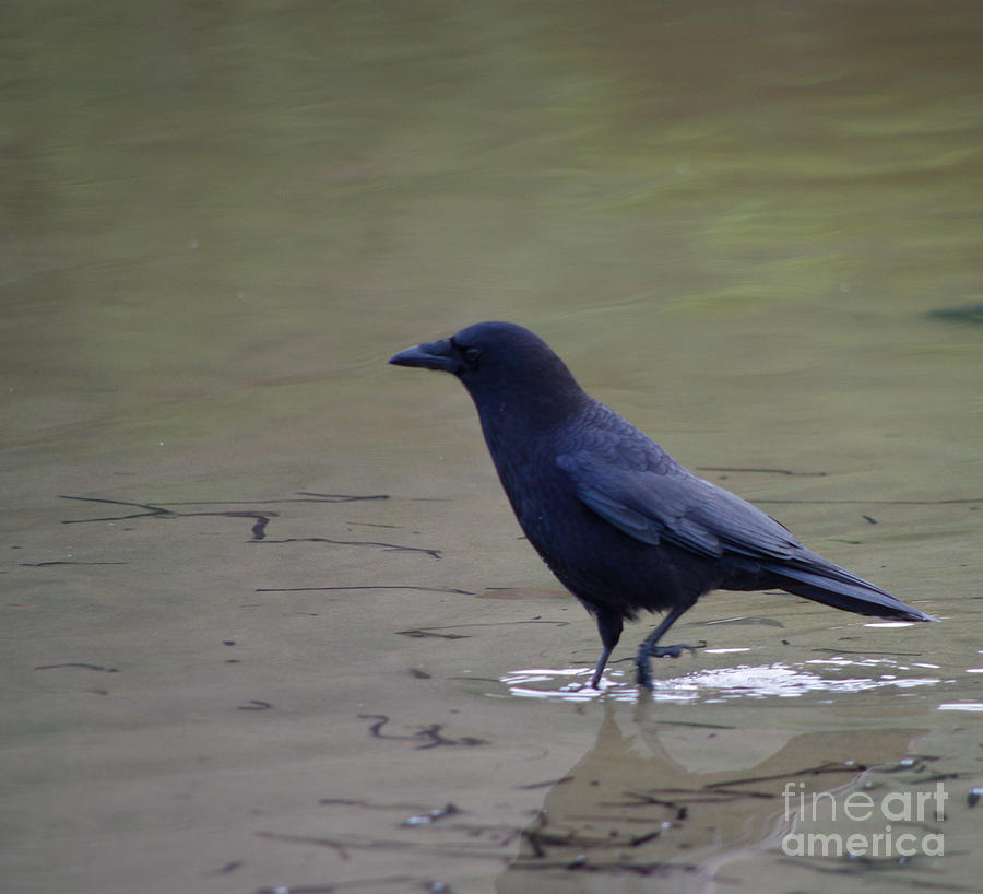 Wading Crow Photograph by Adria Trail