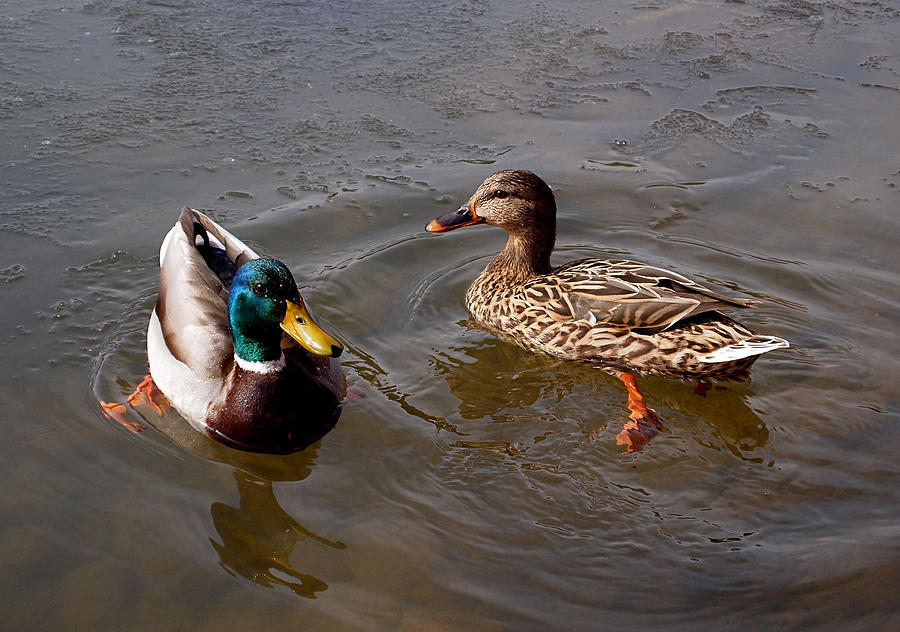 Wading Ducks Photograph by Rona Black