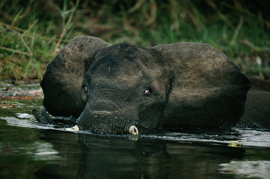 Wading Elephant Photograph by Tony Camacho/science Photo Library