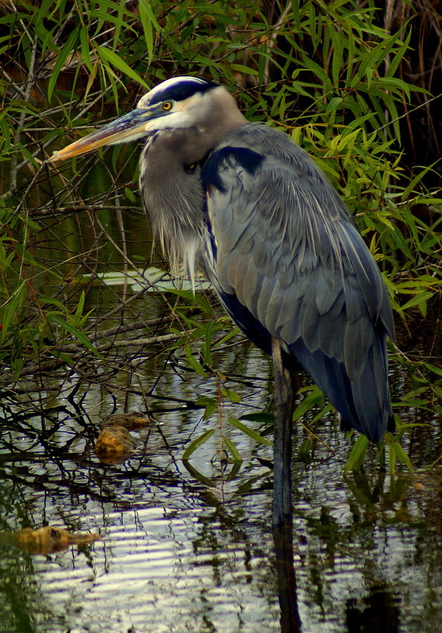 Wading Great Blue Heron Photograph by John Wall - Fine Art America