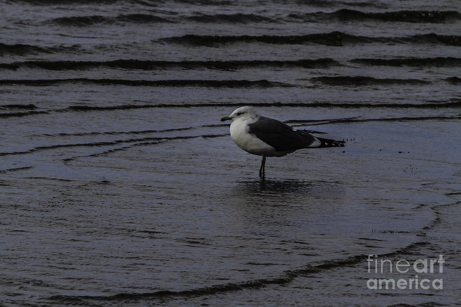 Seagull Photograph - Wading Gull by Mitch Shindelbower