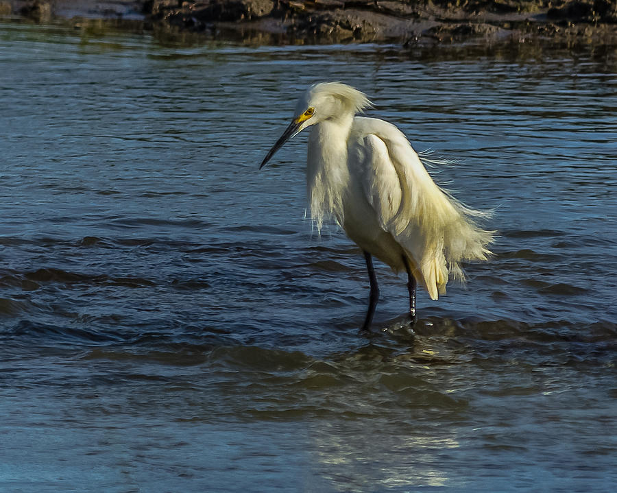 Wading Snowy Egret Photograph by Yeates Photography