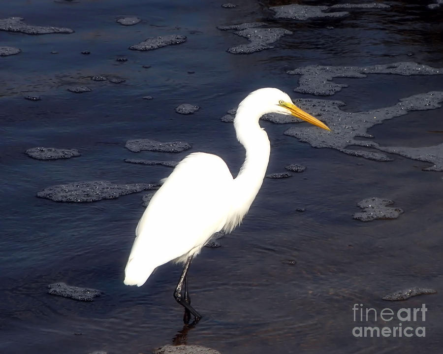 Wading White Egret Photograph by Sharon Woerner