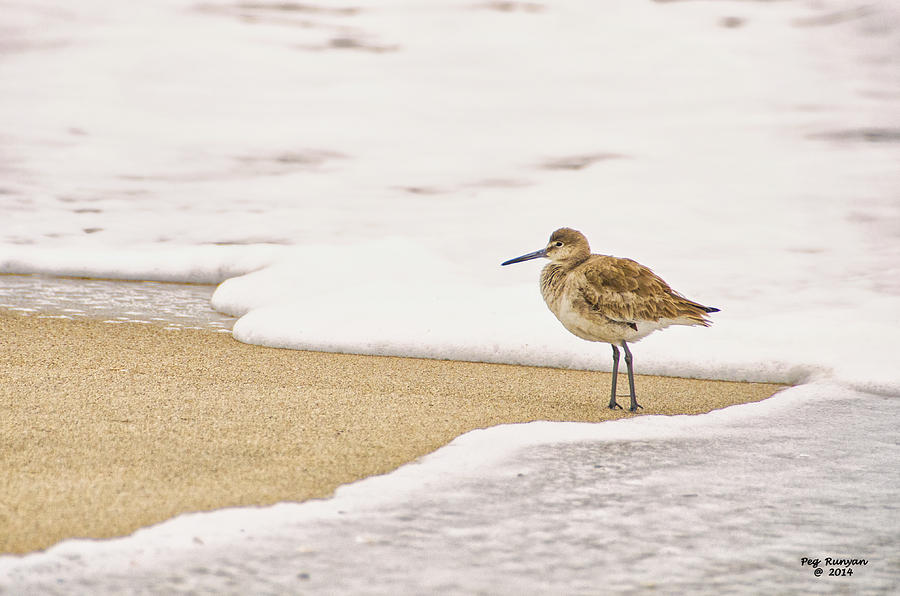 Wading Willet Photograph by Peg Runyan
