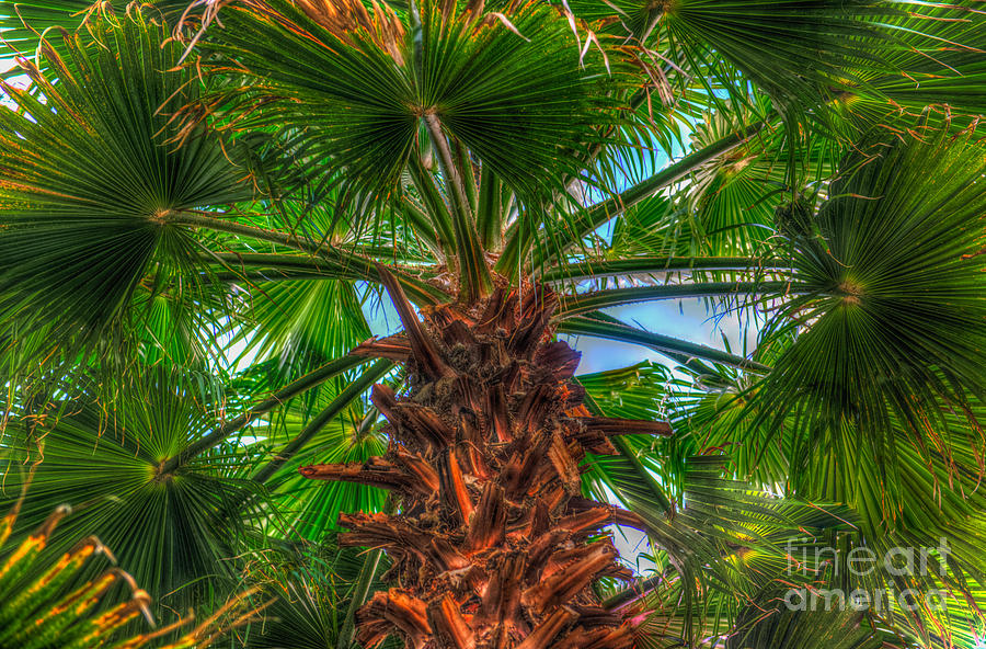 Waghingtonia Palm Tree Photograph by Dale Powell