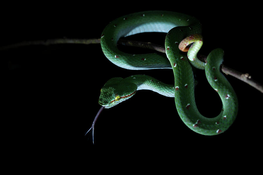 Waglers Pit Viper Photograph by Melvyn Yeo