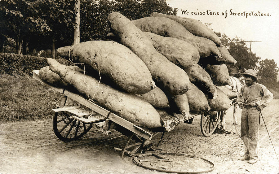 Wagon Of Giant Sweet Potatoes Photograph by Underwood Archives