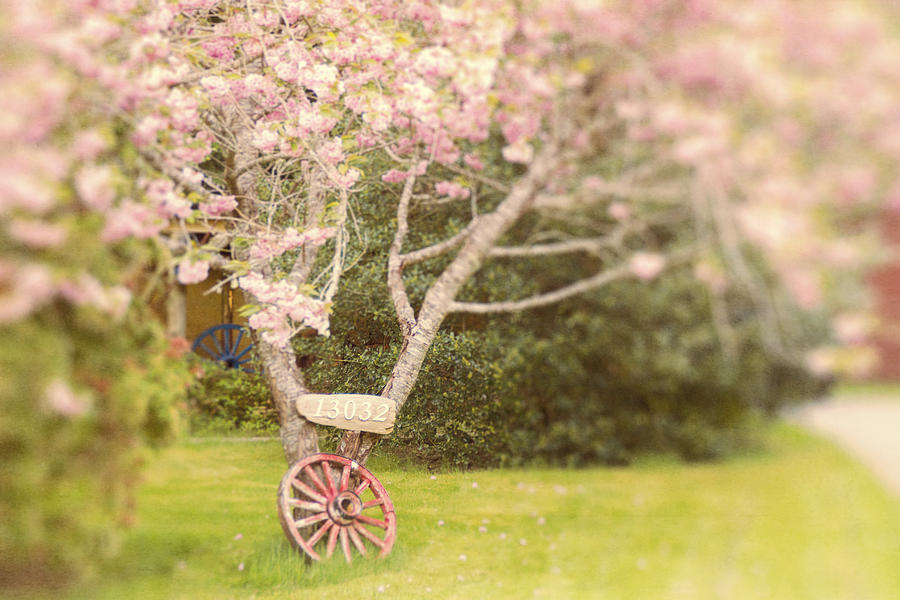 Wagon Wheel and Cherry Blossoms Photograph by Peggy Collins