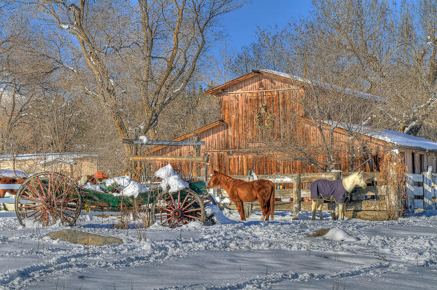 Wagons and Horses Photograph by Donna Kennedy