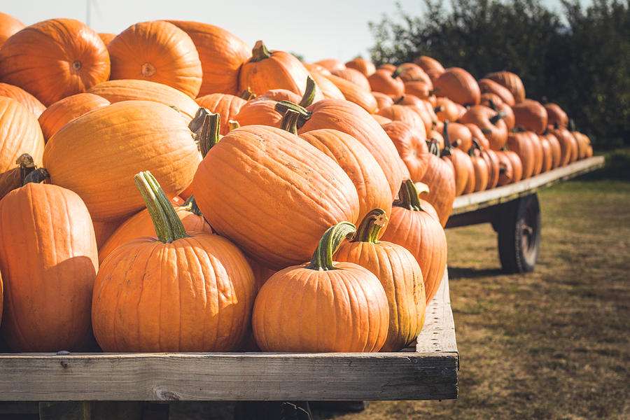 Wagons Loaded with Pumpkins Photograph by Marcia Straub