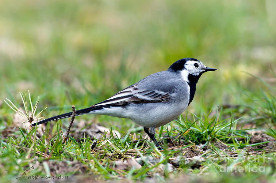 Wagtails Profile Photograph by Torbjorn Swenelius