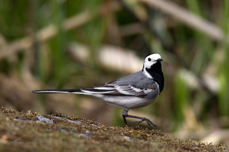 Wagtails step Photograph by Torbjorn Swenelius