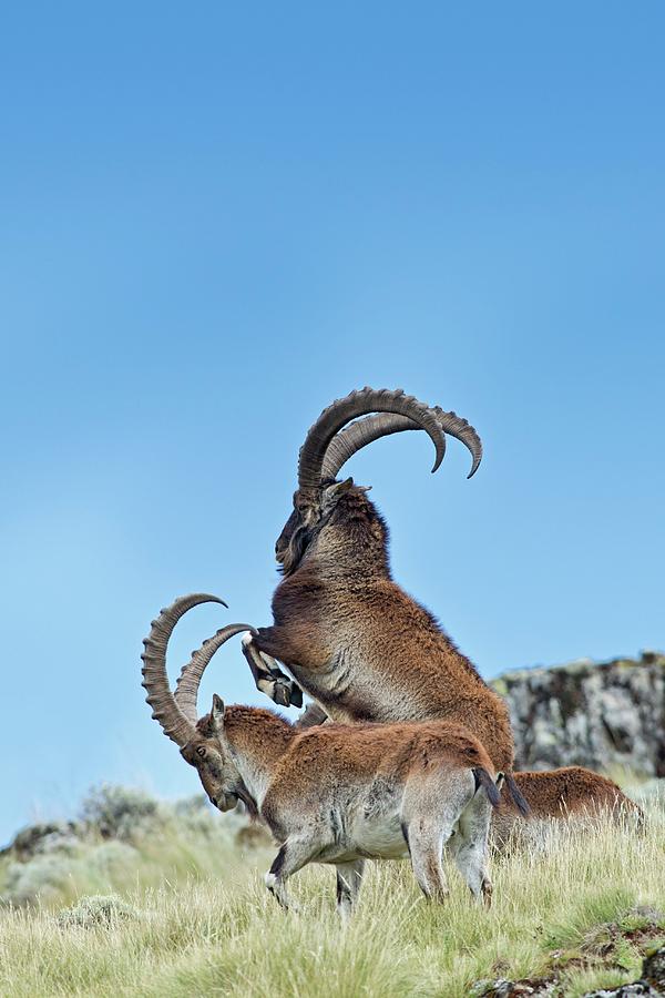 Nature Photograph - Wahlia Ibex Fighting by Tony Camacho