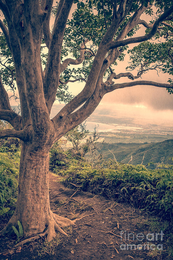 Sunset Photograph - Waihee Ridge Trail Maui Hawaii by Edward Fielding