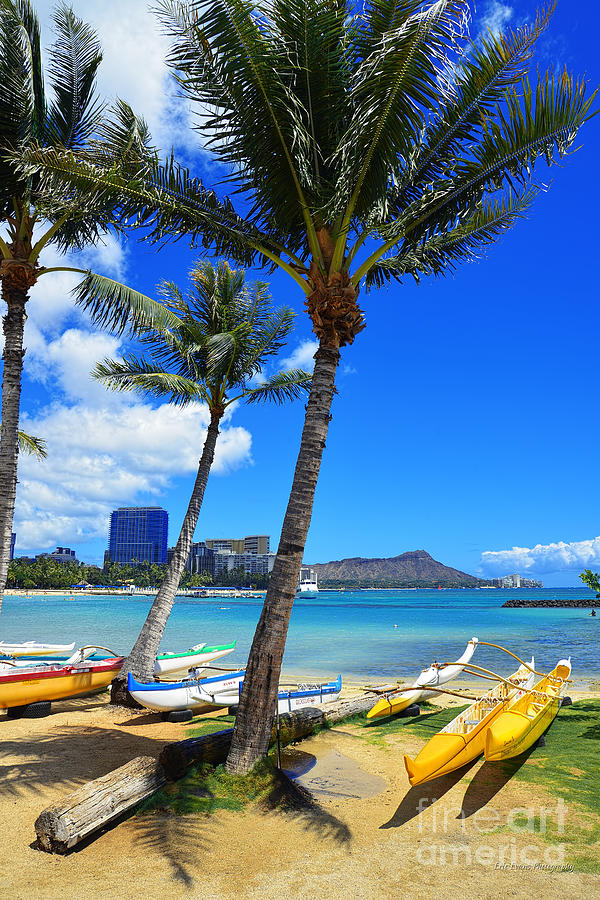 Waikiki Beach Canoes Under Palm Trees Photograph by Aloha Art