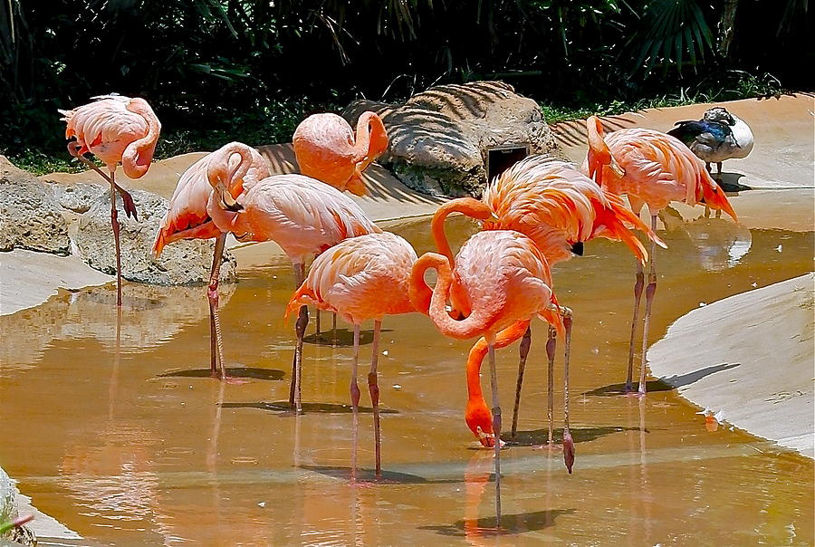 Waikiki Flamingos Photograph by Michele Myers