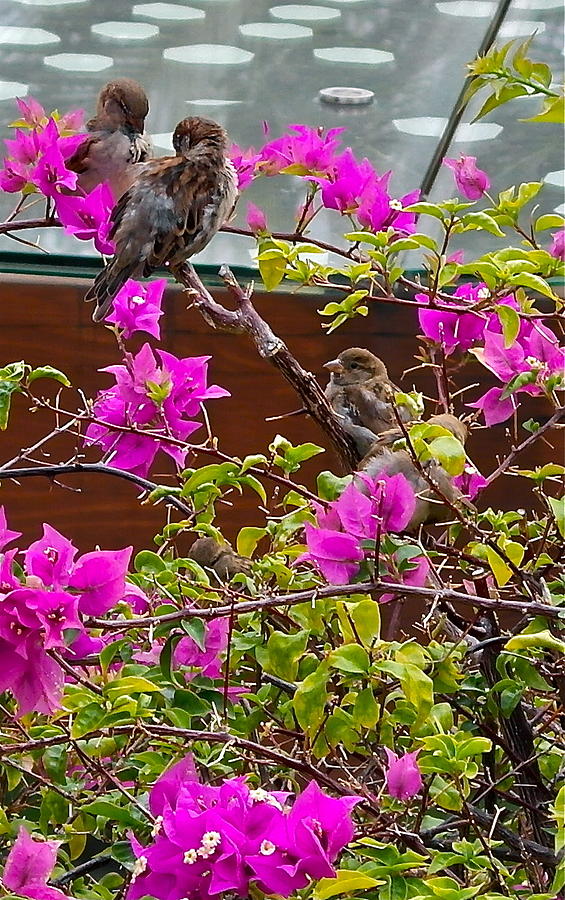 Waikiki Sparrows In Bougainvillea Photograph by Michele Myers