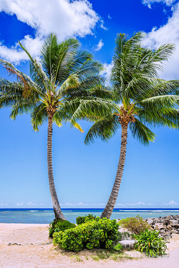 Honolulu Photograph - Waikikis Twin Palm Trees by Aloha Art