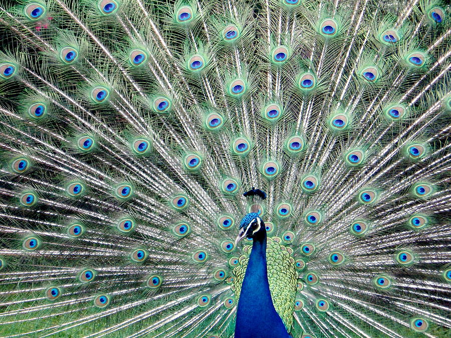 Waimea Peacock Photograph by Kim Hamrock | Fine Art America