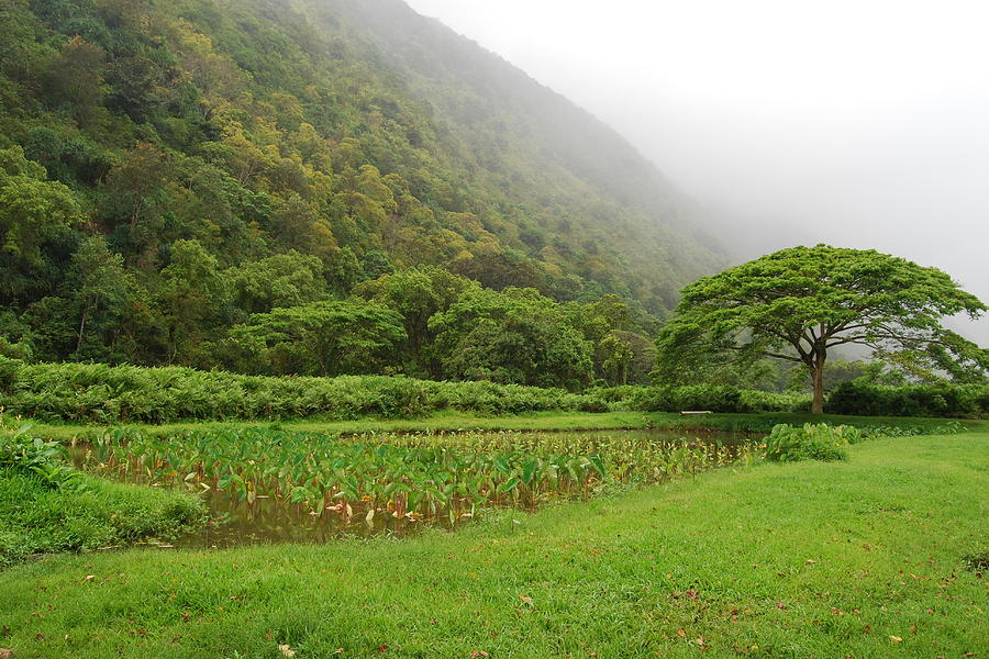 Waipio Valley Mist Photograph by Carole Brammer - Fine Art America