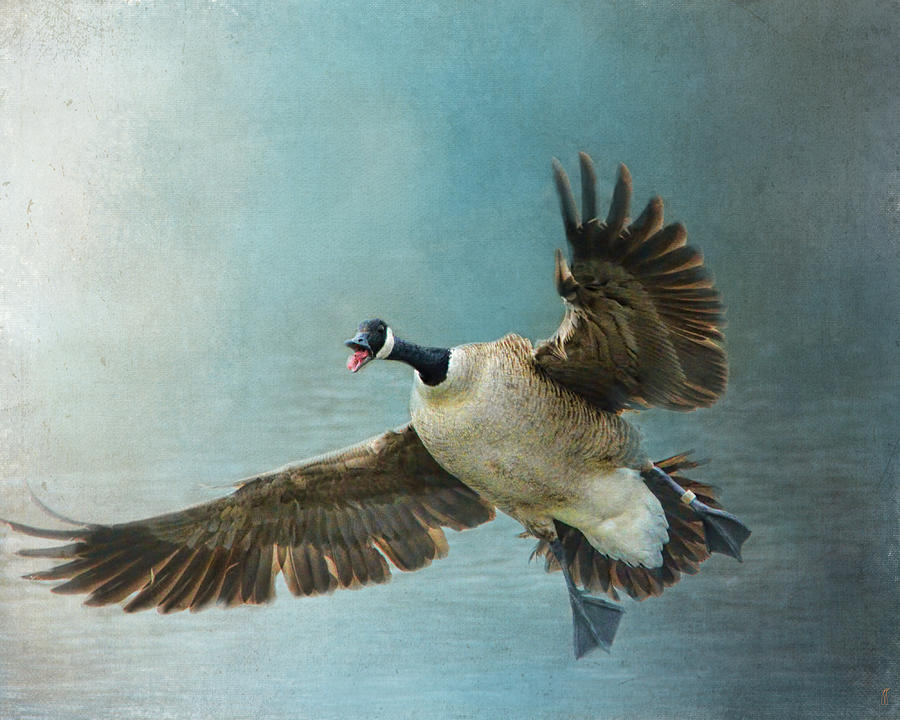 Wait For Me - Wildlife - Goose in Flight Photograph by Jai Johnson