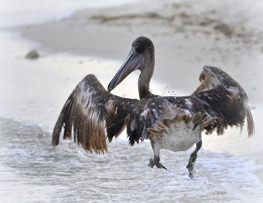 Pelican Photograph - Wait for Me by Kerry Hauser