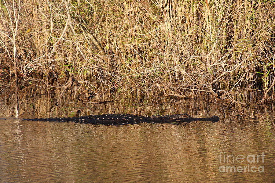Wait Patiently - Alligator Photograph by Christiane Schulze Art And Photography