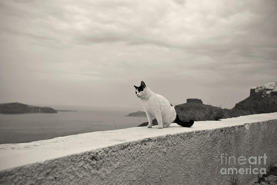 Waiting Photograph by Aiolos Greek Collections