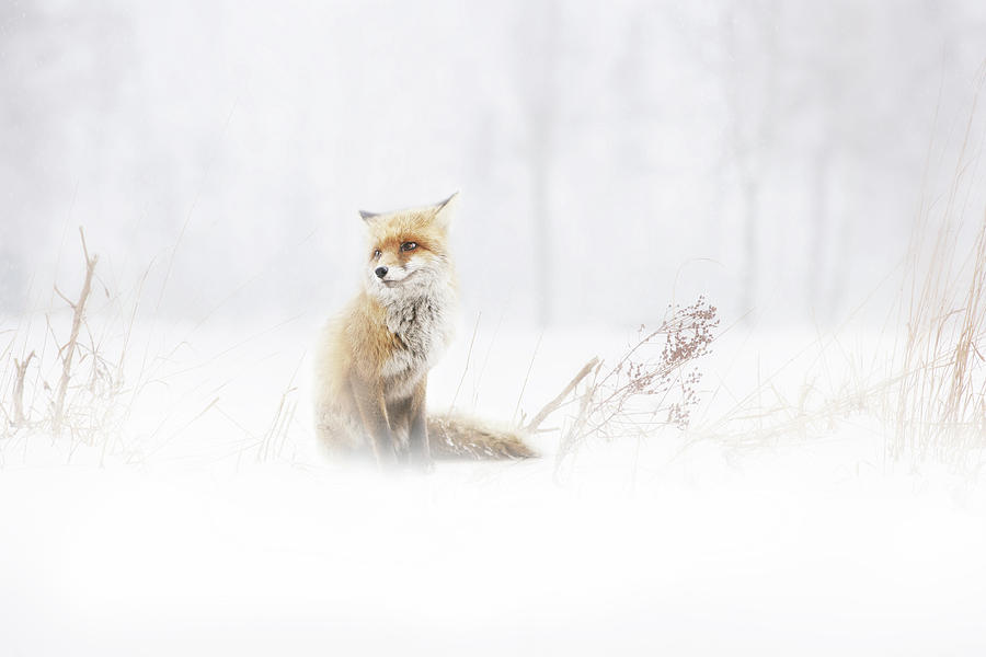 Winter Photograph - Waiting... by Doris Reindl