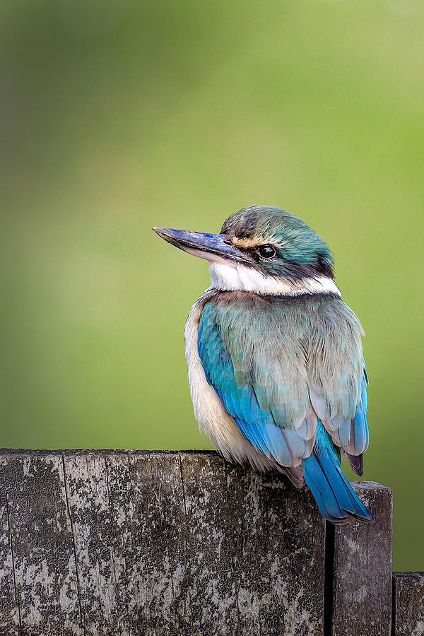 Kingfisher Photograph - Waiting by Edwin Leung