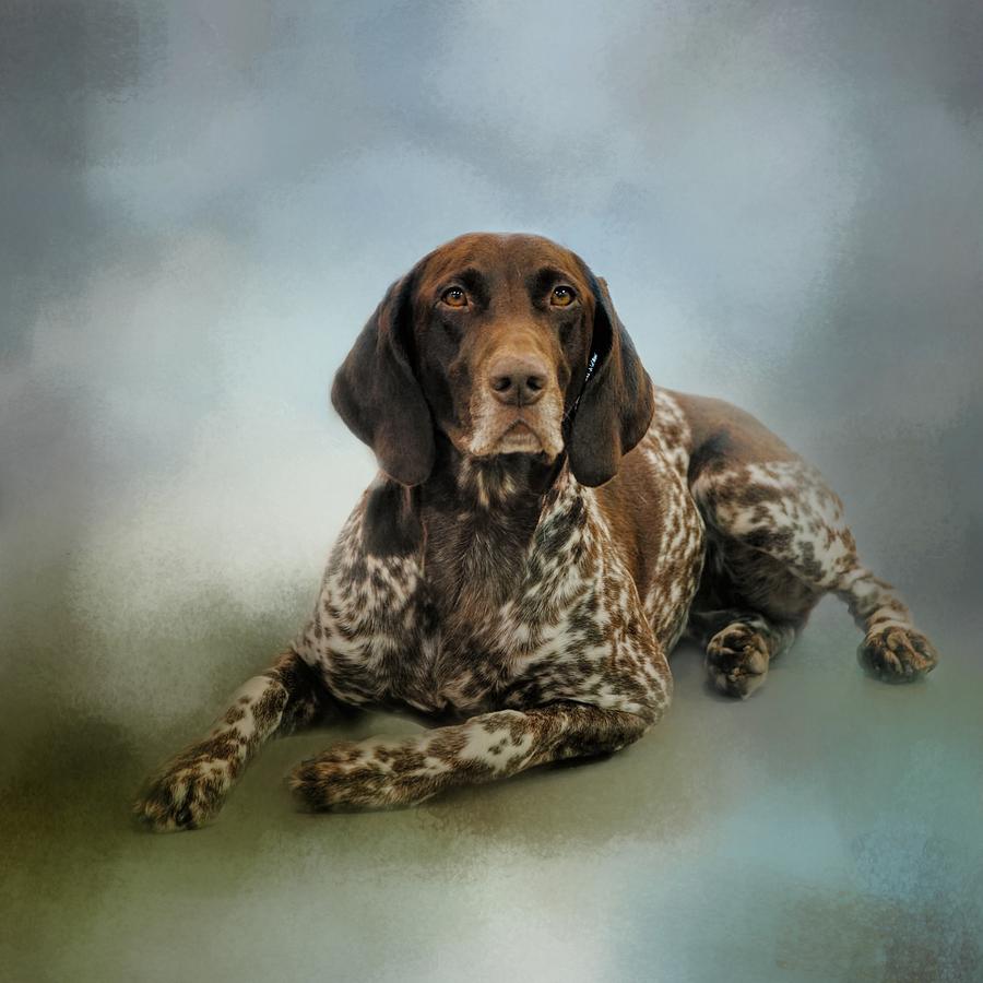 Waiting For A Cue - German Shorthaired Pointer Photograph by Jai Johnson