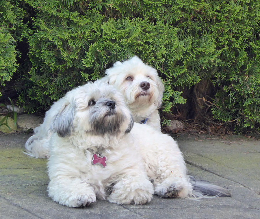 Havanese Dog Sisters Photograph by Laurie Tsemak