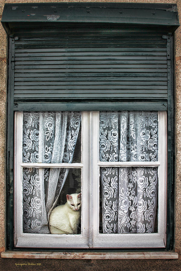 Waiting for feline Romeo Photograph by Aleksander Rotner