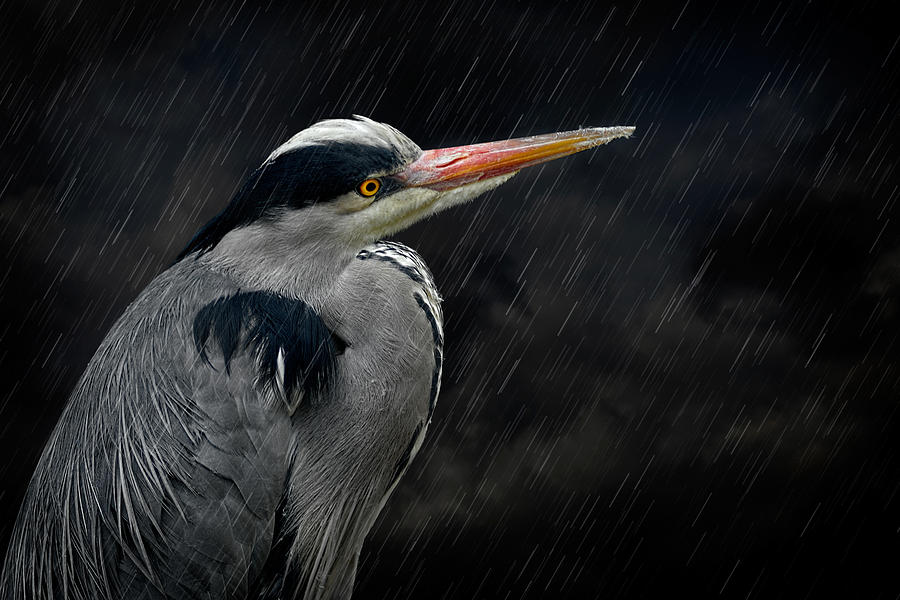 Heron Photograph - Waiting for Frogs by Zoran Buletic