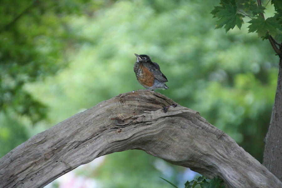 Baby Robin Waiting for Mom Photograph by Valerie Collins